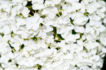 Closeup small lacy white flowers of a Hydrangea plant blooming in a summer garden
