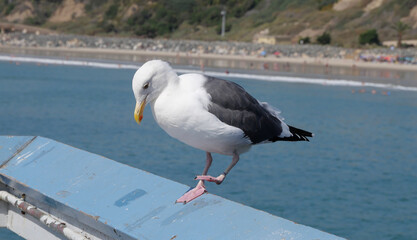 Seagull on the San Clemente Pier in Orange County, California, USA