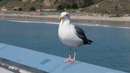 Seagull on the San Clemente Pier in Orange County, California, USA