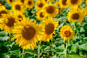 Wonderful view field of yellow sunflowers by summertime.
