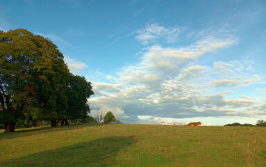 Ländliche Idylle: Blauer Himmel mit Wolken und Kühen am Horizont sowie einer Wiese und Bäumen im...