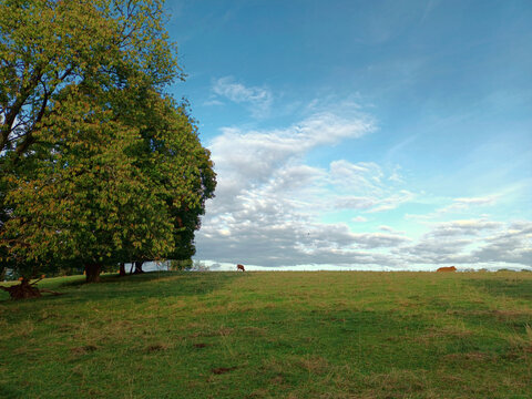 Ländliche Idylle: Blauer Himmel mit Wolken und Kühen am Horizont sowie einer Wiese und Bäumen im Vordergrund in der Nähe von Oberwürzbach, einem Stadtteil von St. Ingbert, im Saarland. 