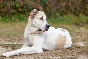 large adult dog breed alabai