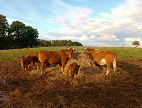 Braune Kühe und Kälber auf einer Weide essen Stroh. Im Hintergrund eine grüne Wiese, Wald und ein blauer Himmel mit Wolken.