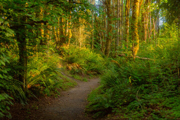 Road in the sunny forest. Sunset in the forest