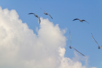 birds in the sky