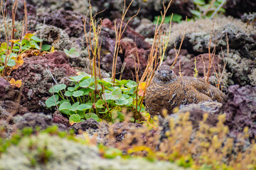 Rock ptarmigans at the Kerid Vulcano (Iceland)