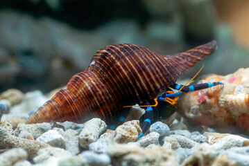 Hermit crab on the rock