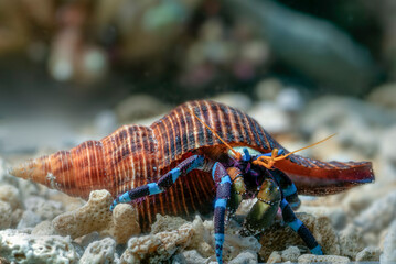 Hermit crab on the rock