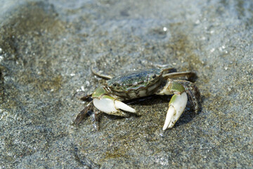 Small crab on the Washington Coast