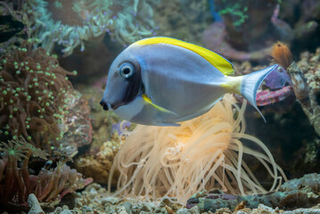 Marine fishes with beautiful corals