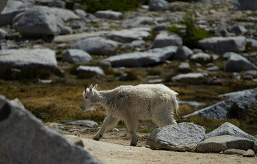 Mountain goat kit walking in the alpine lakes wilderness in Washington
