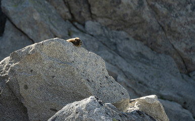 Marmot peering over a granite boulder