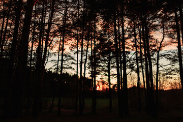 Pine forest at sunset, silhouettes of trees.