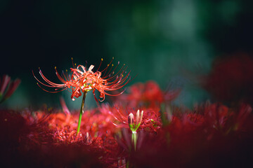 red spider lily