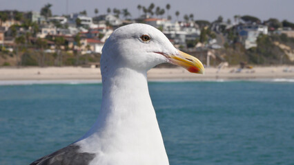 Seagull on the San Clemente Pier in Orange County, California, USA