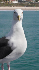 Obraz premium Seagull on the San Clemente Pier in Orange County, California, USA