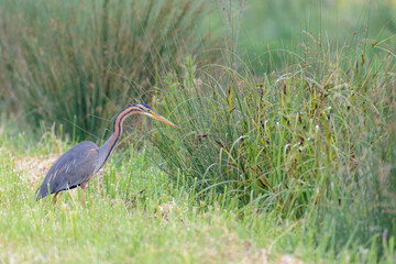 Purple heron in the marshland