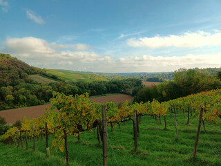 Fototapeta premium Weinberge im Herbst am Rande des Premium-Wanderweg Michels Vitaltour bei Schweppenhausen im Landkreis Bad Kreuznach.