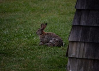 Mother rabbit protecting her bunny
