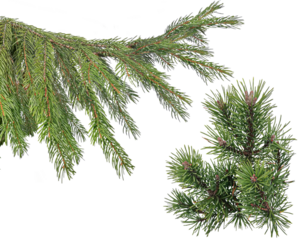 Green Christmas tree branches on a transparent background. Vector. Christmas and New Year border of realistic branches of Christmas tree  isolated on transparent background. Vector illustration.