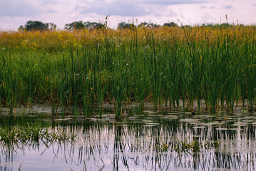 Reeds in the water.