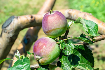 Photography on theme beautiful fruit branch apple tree