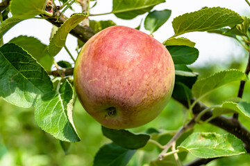 Photography on theme beautiful fruit branch apple tree