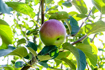 Photography on theme beautiful fruit branch apple tree