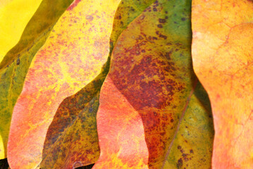 Autumn yellow-red leaves background,close up detail - 545480925