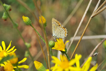 Common blue butterfly sitting om yellow flower, soft blurry background - 545480932