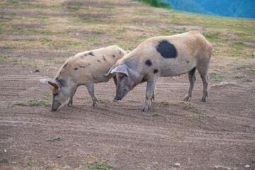 two spotted pigs walking on the grass