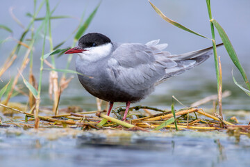 Whiskered tern building the nest in the lagoon.