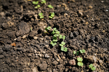A young radish seedling sprouts in the soil in a greenhouse, close-up.