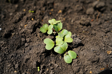 A young radish seedling sprouts in the soil in a greenhouse, close-up.