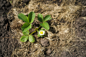 Strawberry bush close-up. A strawberry bush that blooms.