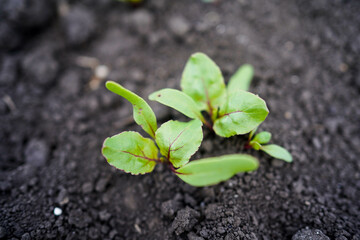 growing red beets in the fields, close-up
