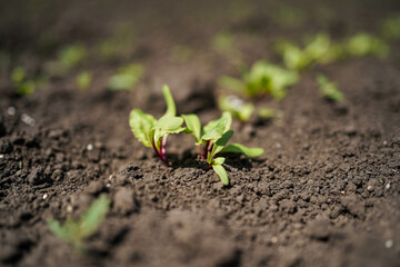 growing red beets in the fields, close-up
