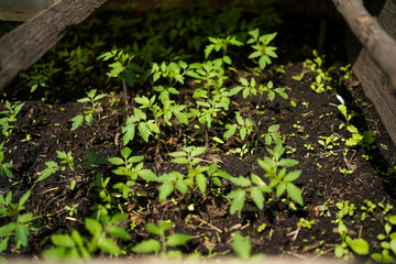 Tomato seedlings close-up in the greenhouse. Growing tomatoes at home.