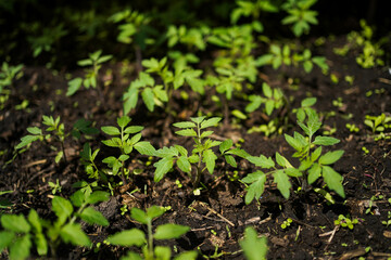Tomato seedlings close-up in the greenhouse. Growing tomatoes at home.
