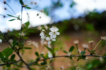 Bunches of fruits on a cherry branch. Blossoming cherry branch close-up.