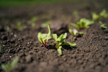 growing red beets in the fields, close-up
