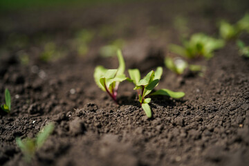 growing red beets in the fields, close-up
