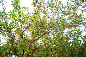 Bunches of fruits on a cherry branch. Blossoming cherry branch close-up.