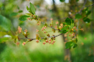 Obraz premium Bunches of fruits on a cherry branch. Blossoming cherry branch close-up.