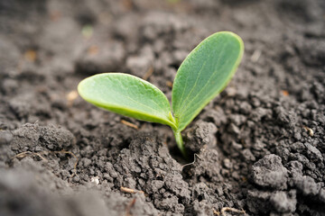 Cucumber seedlings close-up. Growing cucumbers at home.