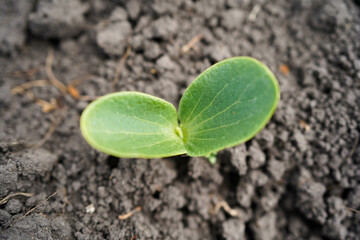 Cucumber seedlings close-up. Growing cucumbers at home.