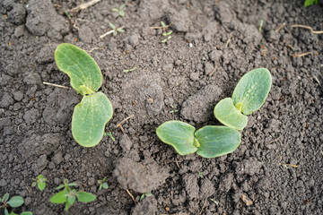 Cucumber seedlings close-up. Growing cucumbers at home.