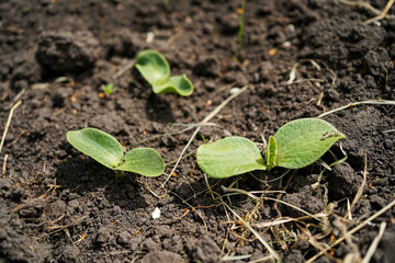 Cucumber seedlings close-up. Growing cucumbers at home.