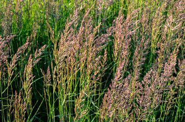 Calamagrostis epigejos grows in the wild.